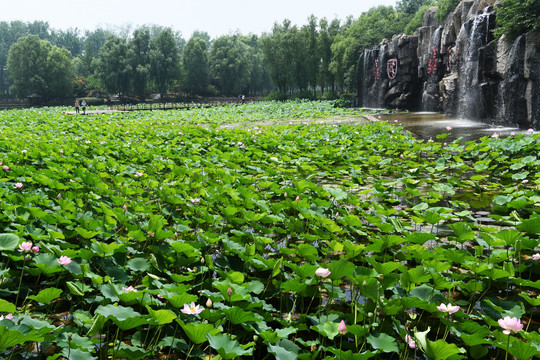 枣庄微山湖红荷湿地荷花