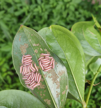 毛毛虫吃嫩叶蛾的幼虫蝶的幼虫