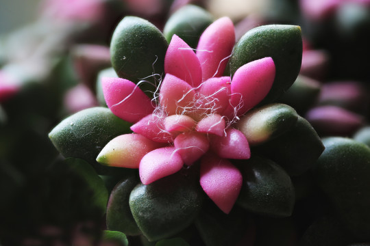 多肉植物