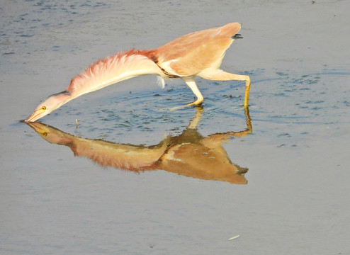 黄苇鳽