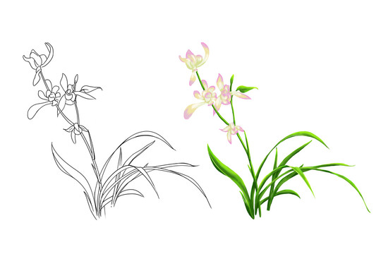 蘭蕙