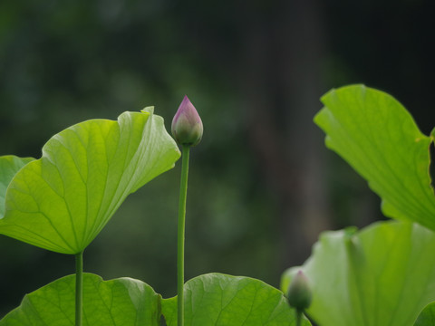 荷花