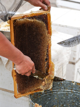 割蜜的养蜂人