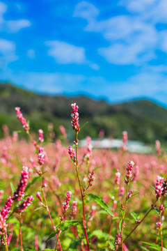 漫山遍野的小野花