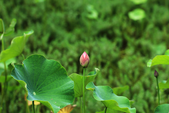 莲花花蕾