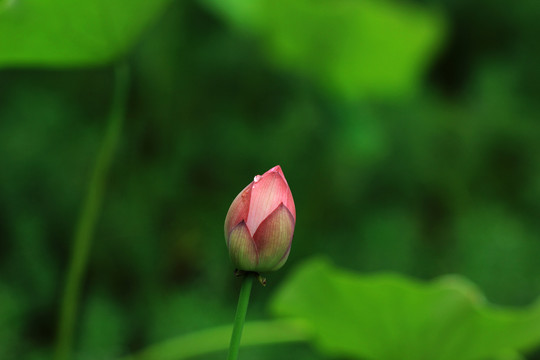 莲花花蕾