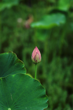 莲花花蕾