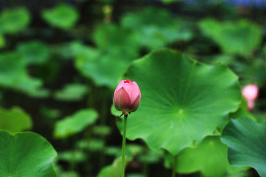 莲花花蕾