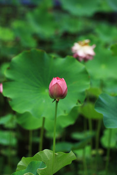 莲花花蕾