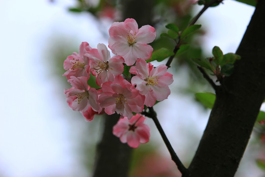 海棠花