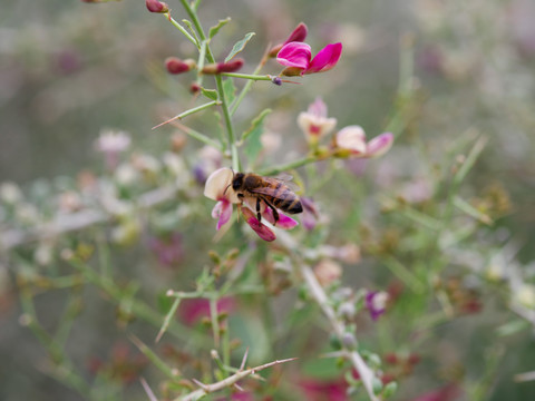 蜜蜂在骆驼刺花上采蜜