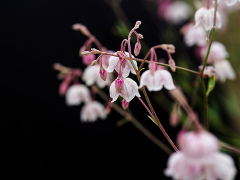 罗布麻茶花