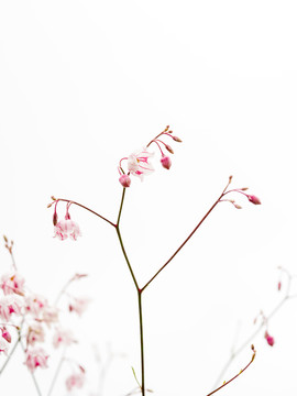 羅布麻茶花