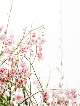 羅布麻茶花