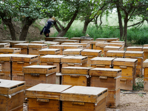 养蜂人果树林里的蜂箱