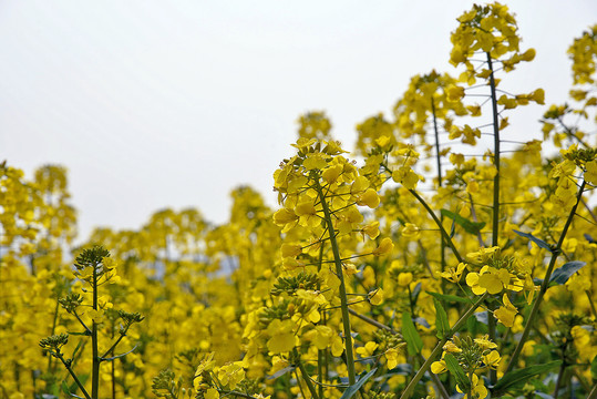 油菜花