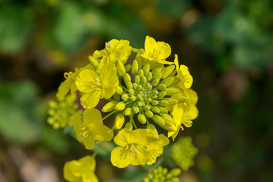 油菜花