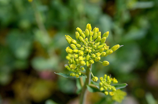 油菜花