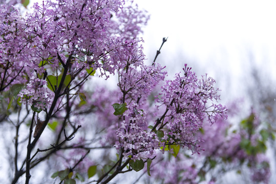 丁香花