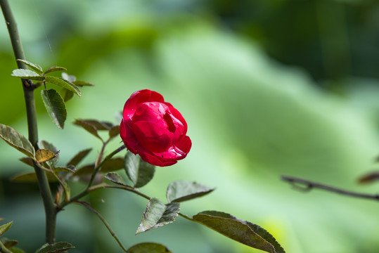 蔷薇玫瑰花月季花