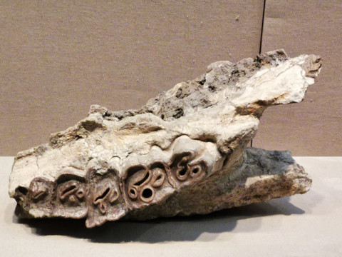 披毛犀上颌骨化石