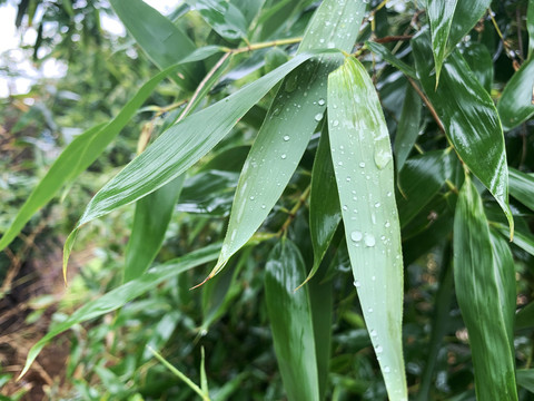 雨后竹叶