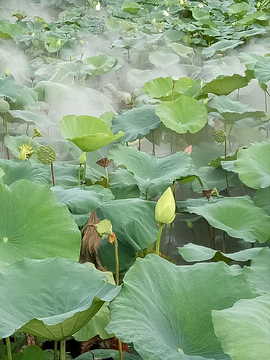 池塘荷花