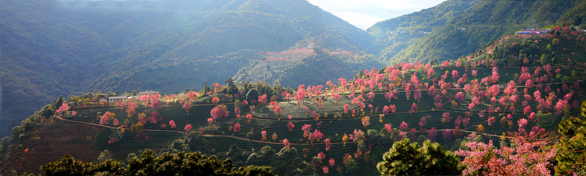 山花浪漫