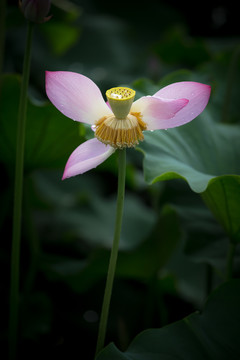 西湖荷花