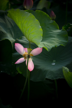 西湖荷花