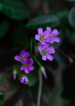 红花醡浆草