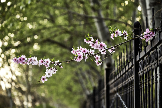 栅栏里伸出盛开的桃花