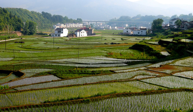 贡米基地D