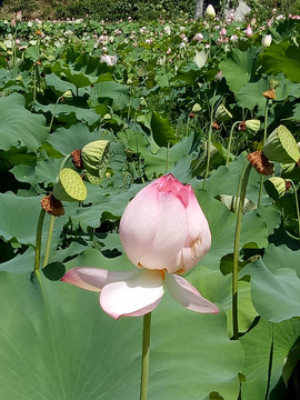 彩藕花开