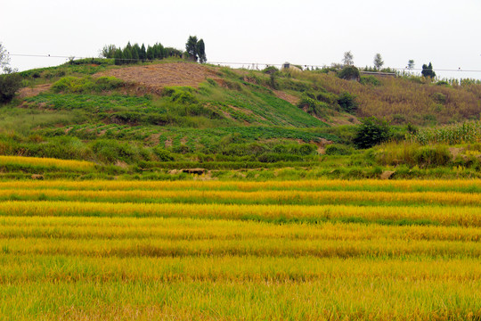 中峰贡米N