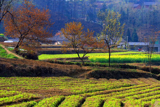 中峰田园