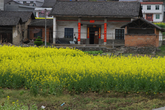 中峰油菜花L