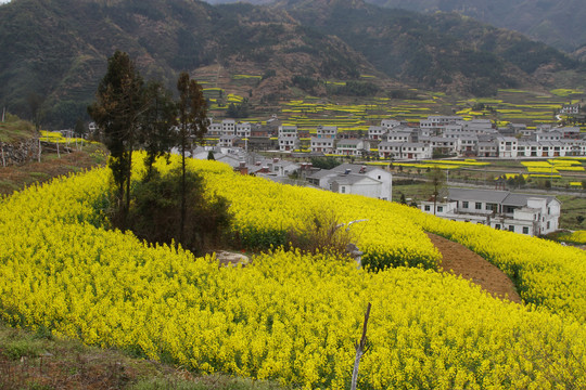 中峰油菜花M