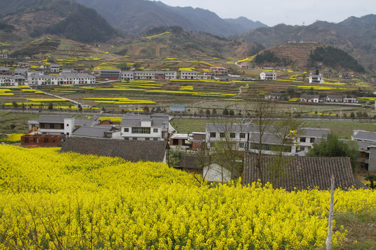 中峰油菜花N