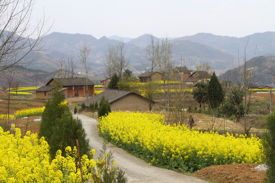 中峰油菜花R