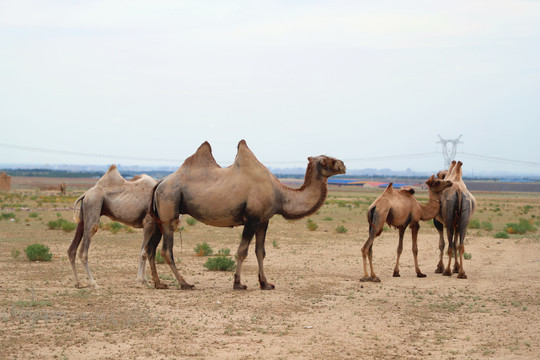 戈壁野骆驼