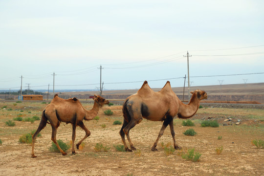 戈壁野骆驼