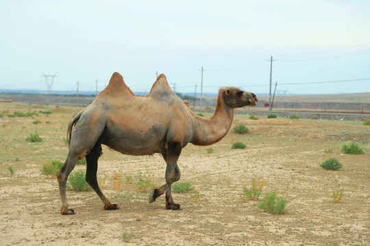 新疆戈壁骆驼