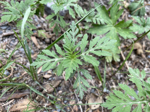 银胶菊