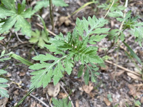 银胶菊