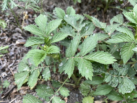 龙芽草