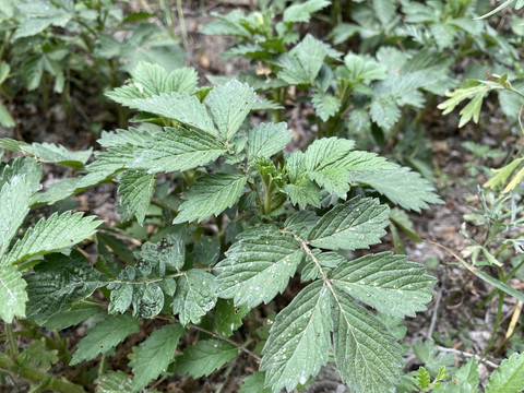 龙芽草