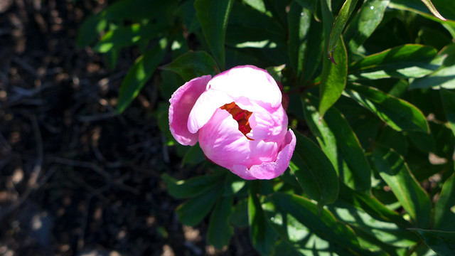 芍药