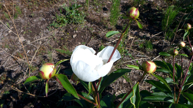 芍药