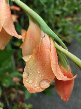 雨后的唐菖蒲